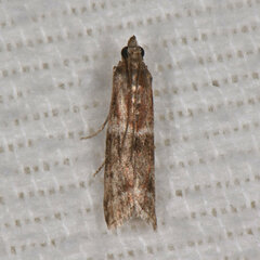 Moodna ostrinella