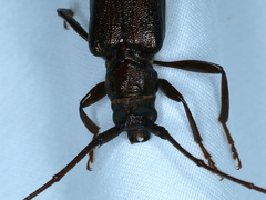 Xystrocera virescens