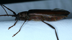 Xystrocera virescens