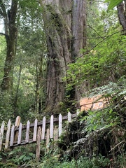 Chamaecyparis formosensis