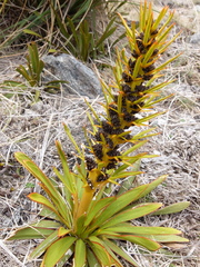 Aciphylla kirkii