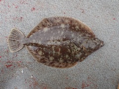 Lepidopsetta