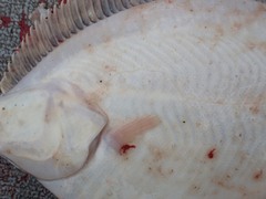 Lepidopsetta