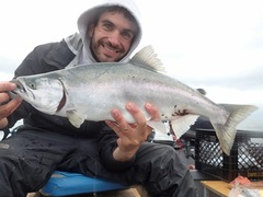 Oncorhynchus gorbuscha