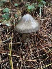 Amanita constricta