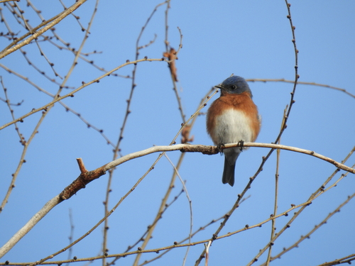 Eastern Bluebird photographed in Washington