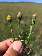 Adenophyllum wrightii