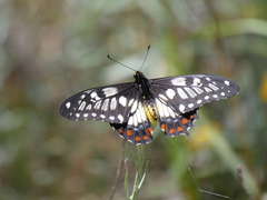 Papilio anactus