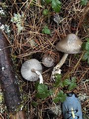 Amanita constricta