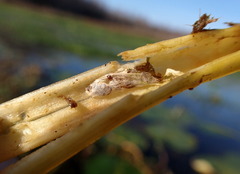 Macrorrhinia endonephele