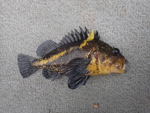 China rockfish (Sebastes nebulosus) — Sebastidae — 2