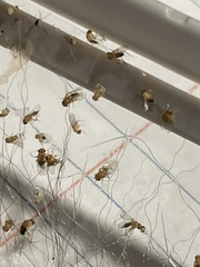 Drosophila melanogaster