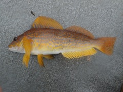 Hexagrammos decagrammus