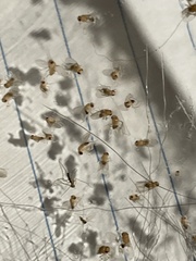 Drosophila melanogaster