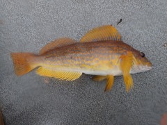 Hexagrammos decagrammus