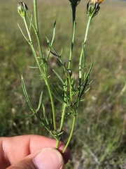 Adenophyllum wrightii