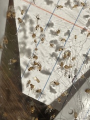 Drosophila melanogaster