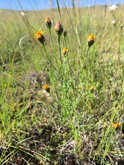 Adenophyllum wrightii