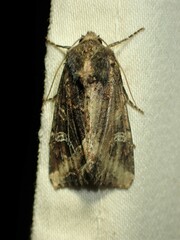 Helotropha reniformis
