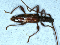 Coptocercus biguttatus