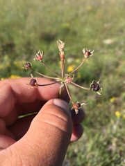 Allium rhizomatum