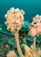 Pyura spinifera