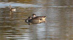 Malacorhynchus membranaceus