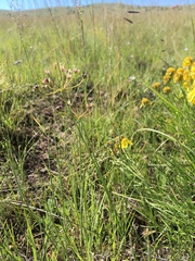 Allium rhizomatum