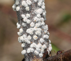 Eriococcus