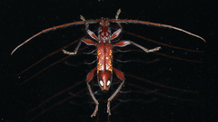 Coptocercus biguttatus