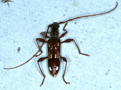 Coptocercus biguttatus
