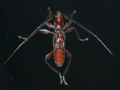 Coptocercus biguttatus