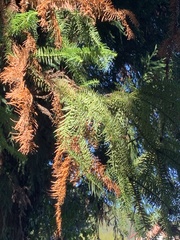 Cupressaceae