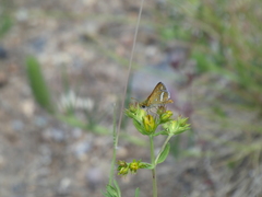 Taractrocera papyria