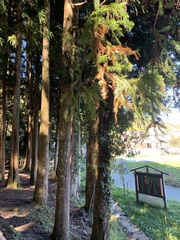 Cupressaceae