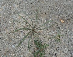 Malacothrix glabrata