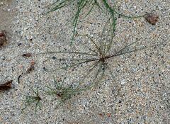 Malacothrix glabrata