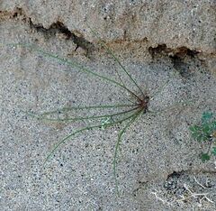 Malacothrix glabrata