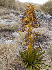 Aciphylla kirkii