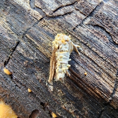 Akanthomyces tuberculatus
