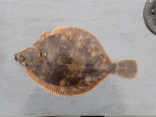 Northern rock sole (Lepidopsetta polyxystra) — Pleuronectidae