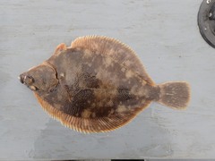 Lepidopsetta