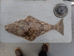 Hippoglossus stenolepis