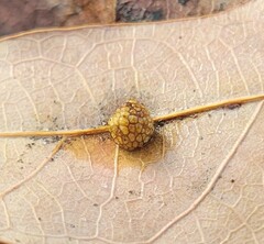 Acraspis pezomachoides