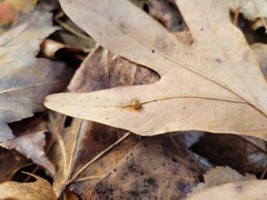 Acraspis pezomachoides