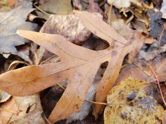 Acraspis pezomachoides