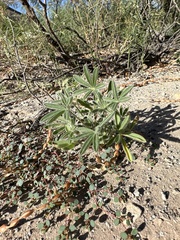 Lupinus havardii