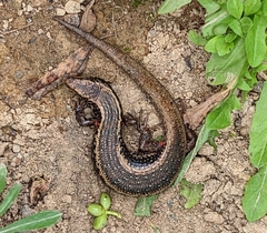 Oligosoma kokowai