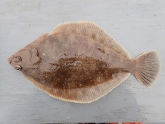 Lepidopsetta