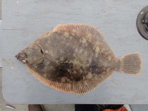 Northern rock sole (Lepidopsetta polyxystra) — Pleuronectidae — 4